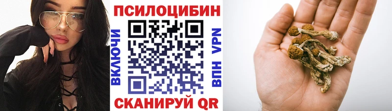 Купить  Сокол  Галлюциногенные грибы Psilocybe 